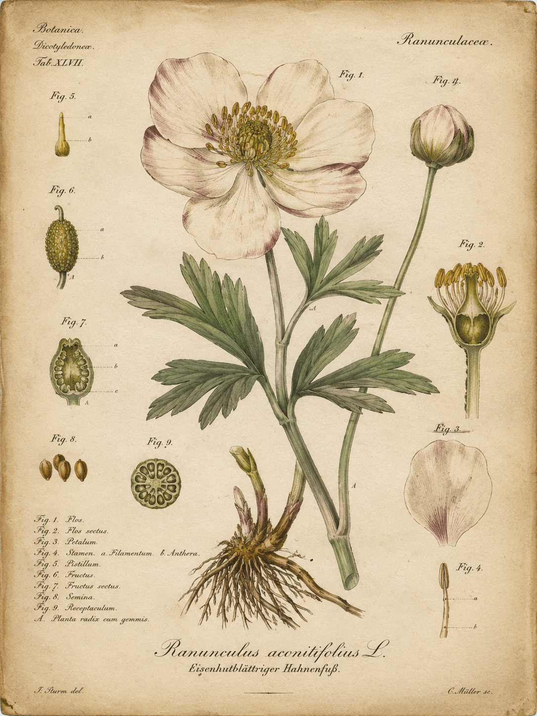 Vintage Botanical Print